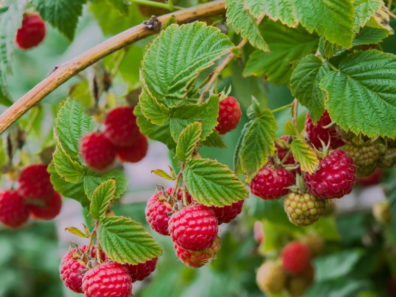 Detail Raspberry Bush Images Nomer 36