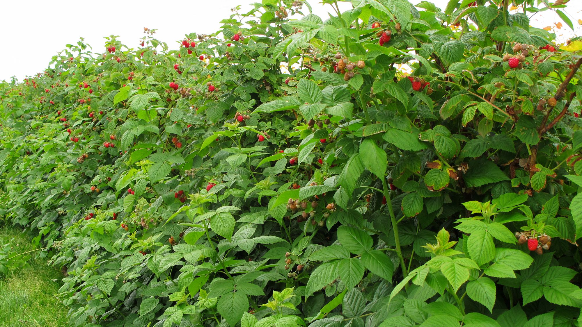 Detail Raspberry Bush Images Nomer 4
