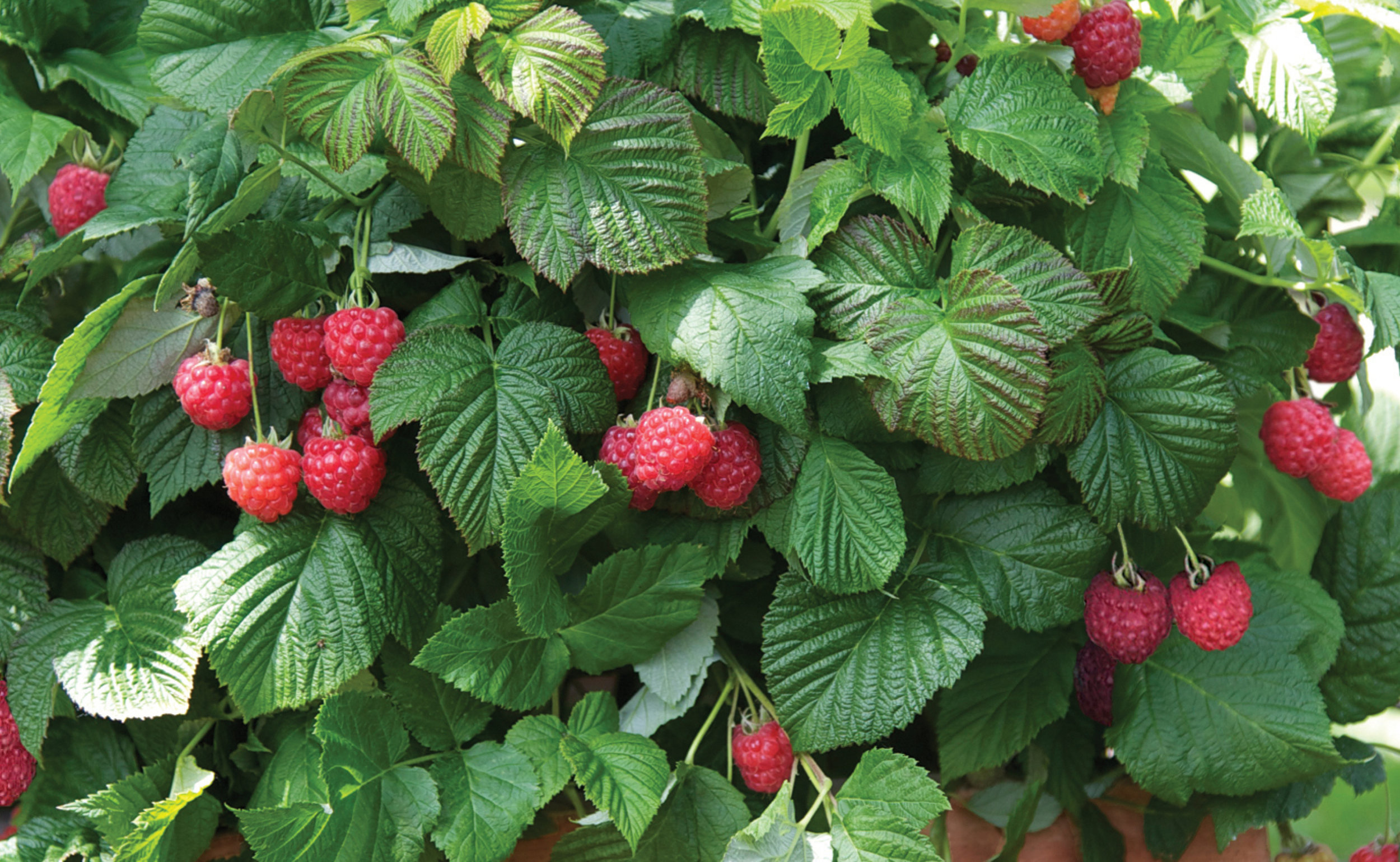 Detail Raspberry Bush Images Nomer 37