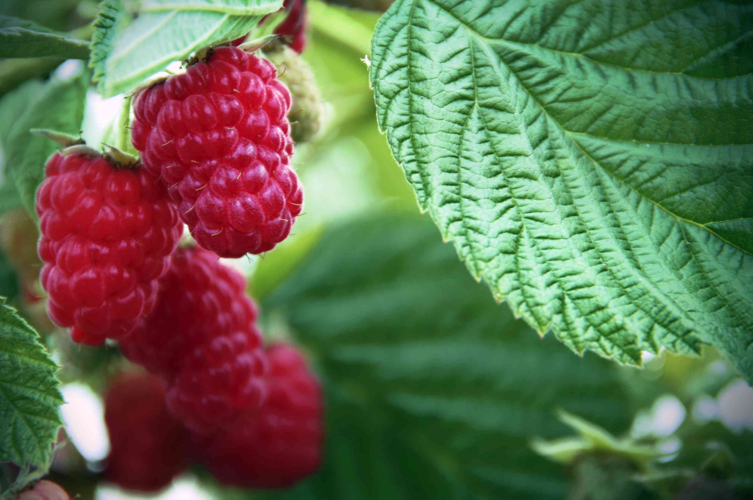 Detail Raspberry Bush Images Nomer 38