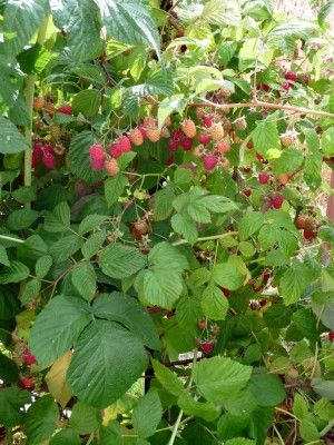 Detail Raspberry Bush Images Nomer 39