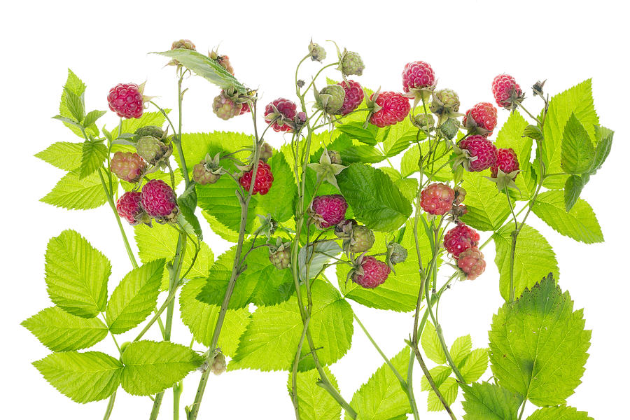 Detail Raspberry Bush Images Nomer 41