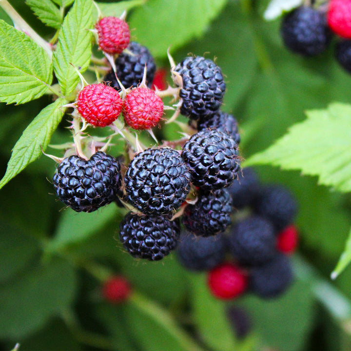 Detail Raspberry Bush Images Nomer 43