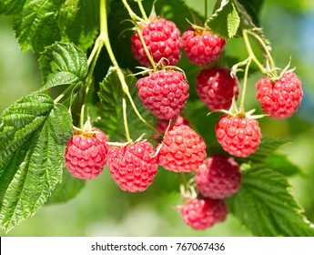 Detail Raspberry Bush Images Nomer 44
