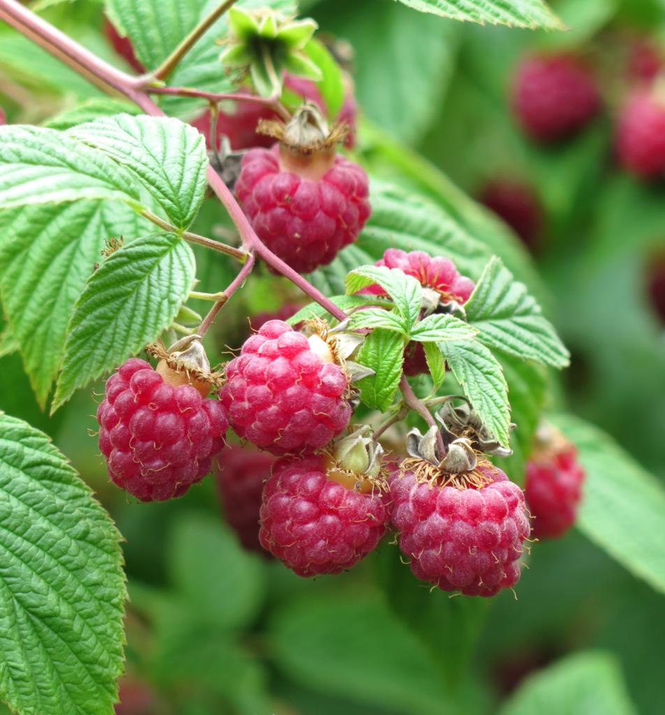 Detail Raspberry Bush Images Nomer 5