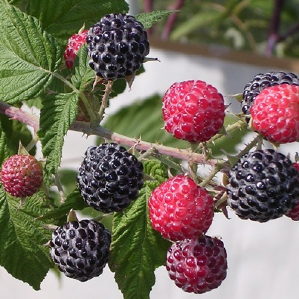 Detail Raspberry Bush Images Nomer 45