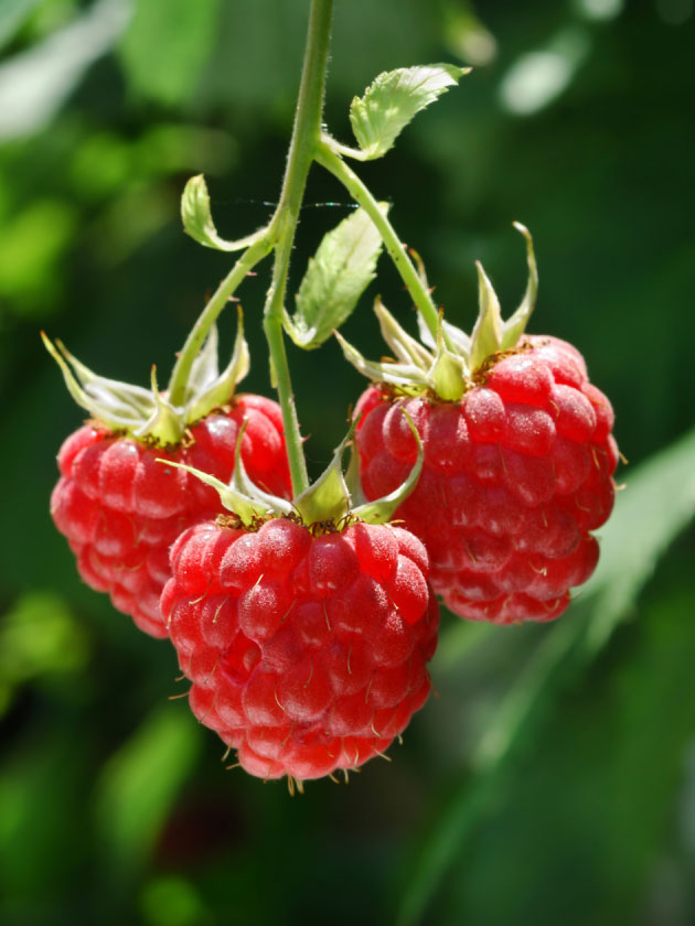 Detail Raspberry Bush Images Nomer 46