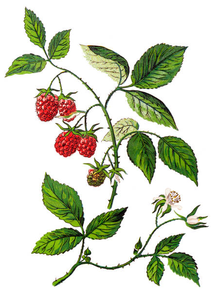 Detail Raspberry Bush Images Nomer 47