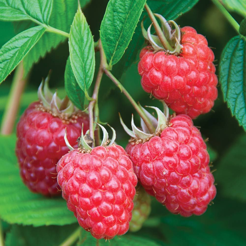 Detail Raspberry Bush Images Nomer 48