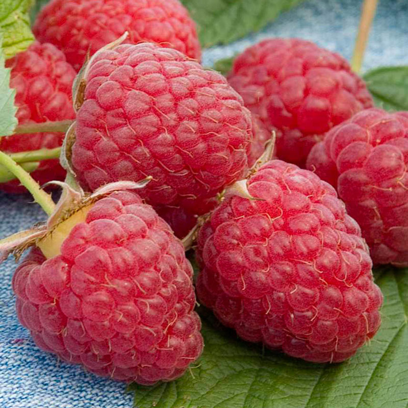 Detail Raspberry Bush Images Nomer 49