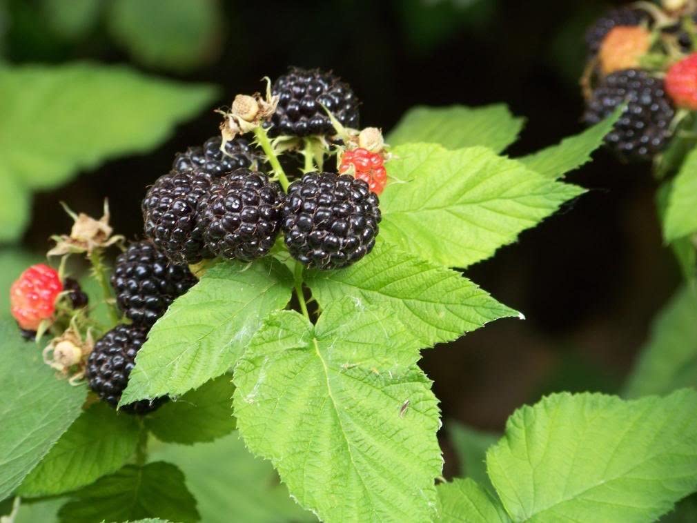 Detail Raspberry Bush Images Nomer 50