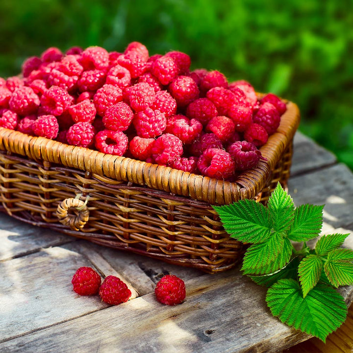 Detail Raspberry Bush Images Nomer 51