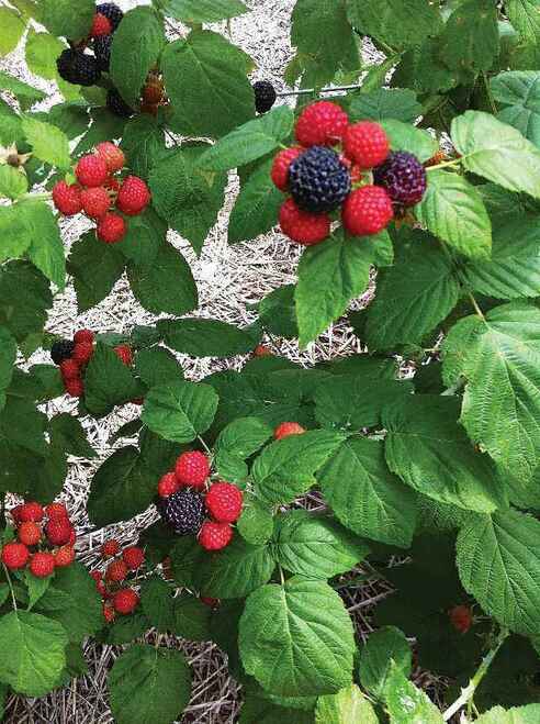 Detail Raspberry Bush Images Nomer 52