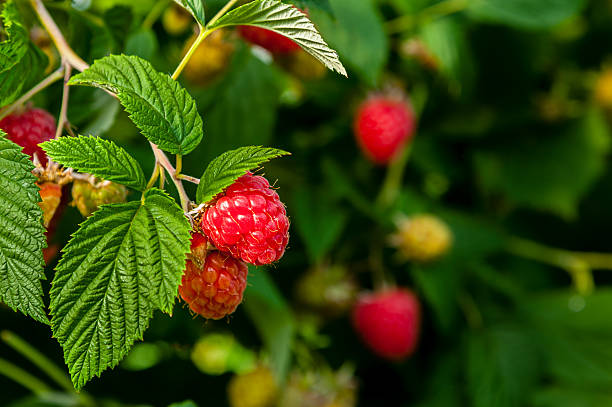 Detail Raspberry Bush Images Nomer 53