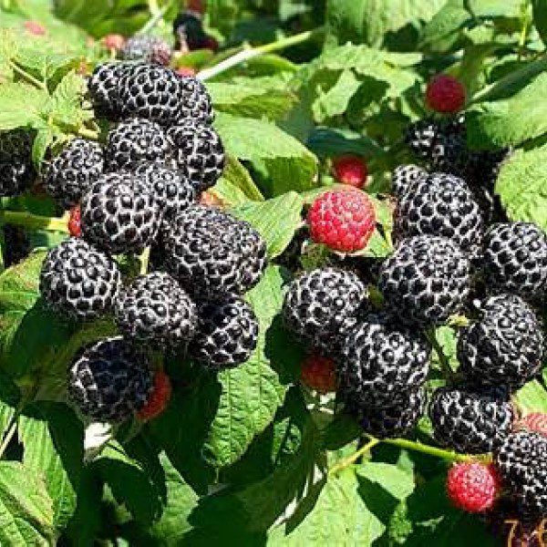 Detail Raspberry Bush Images Nomer 54