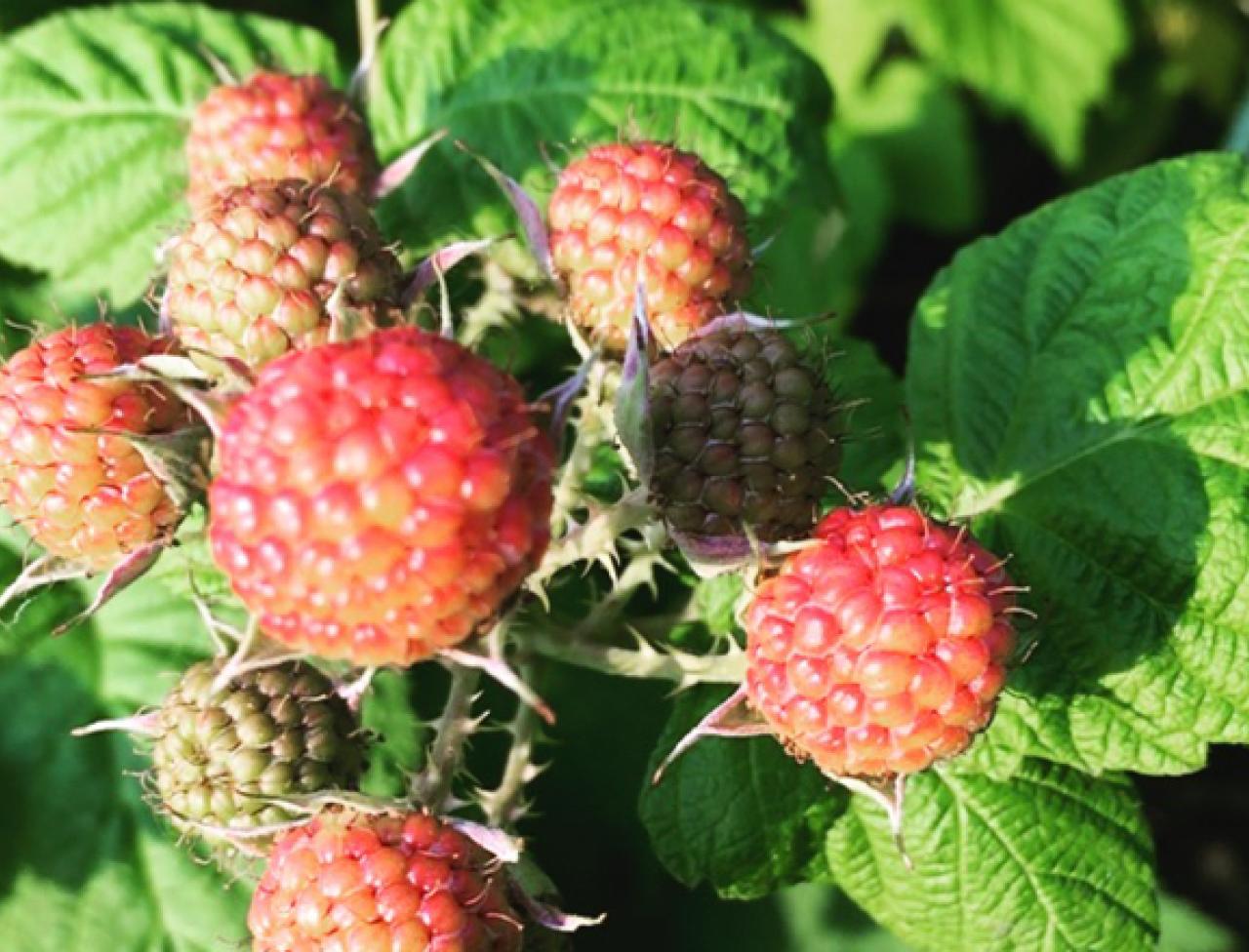 Detail Raspberry Bush Images Nomer 6