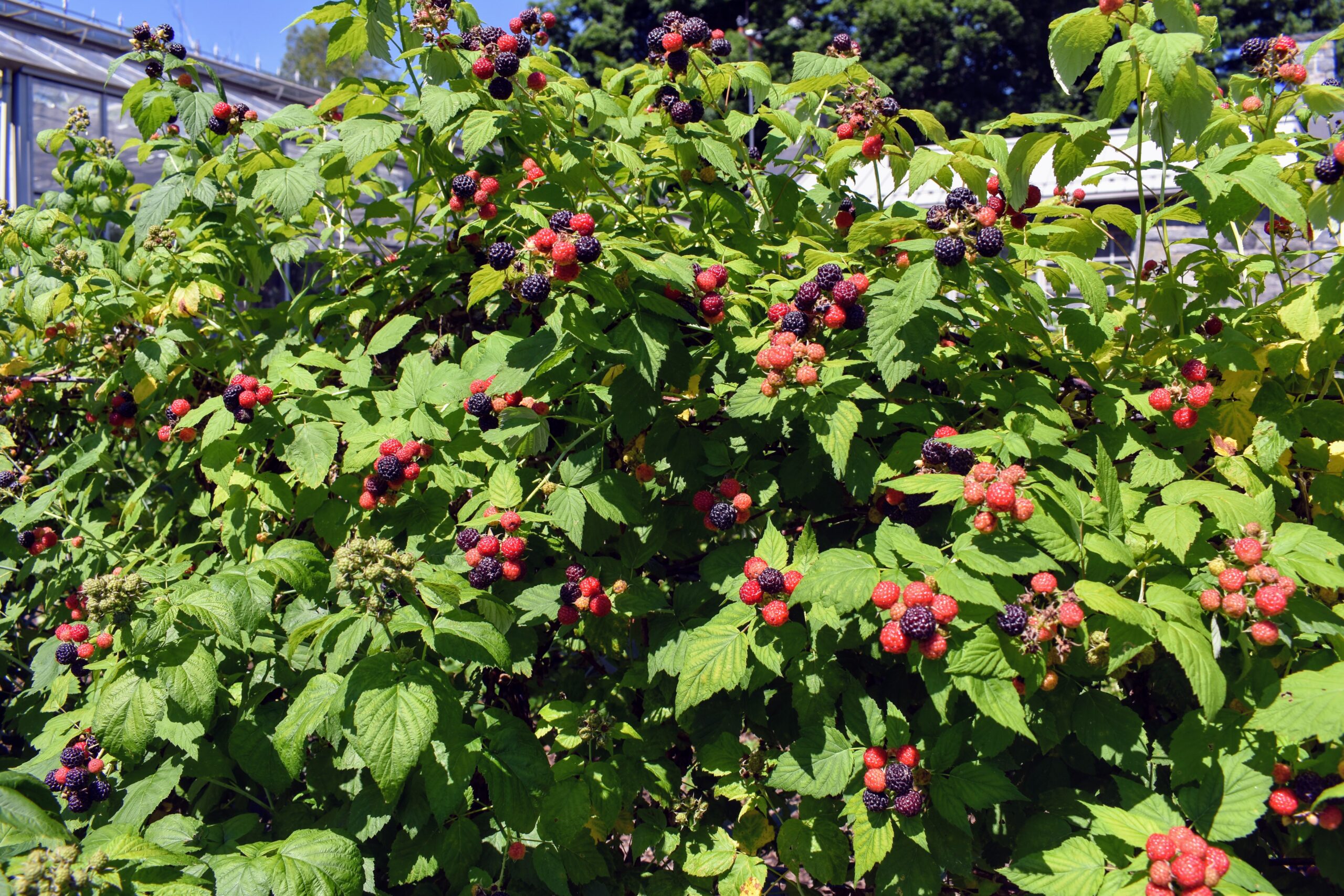 Detail Raspberry Bush Images Nomer 7