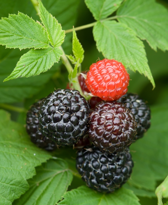 Detail Raspberry Bush Images Nomer 8