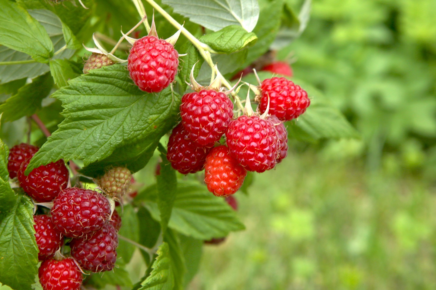 Detail Raspberry Bush Images Nomer 9
