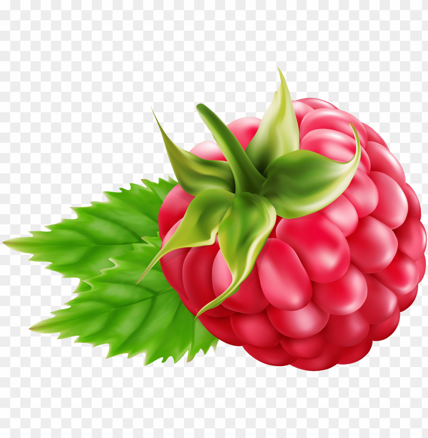 Detail Raspberry Clipart Nomer 14