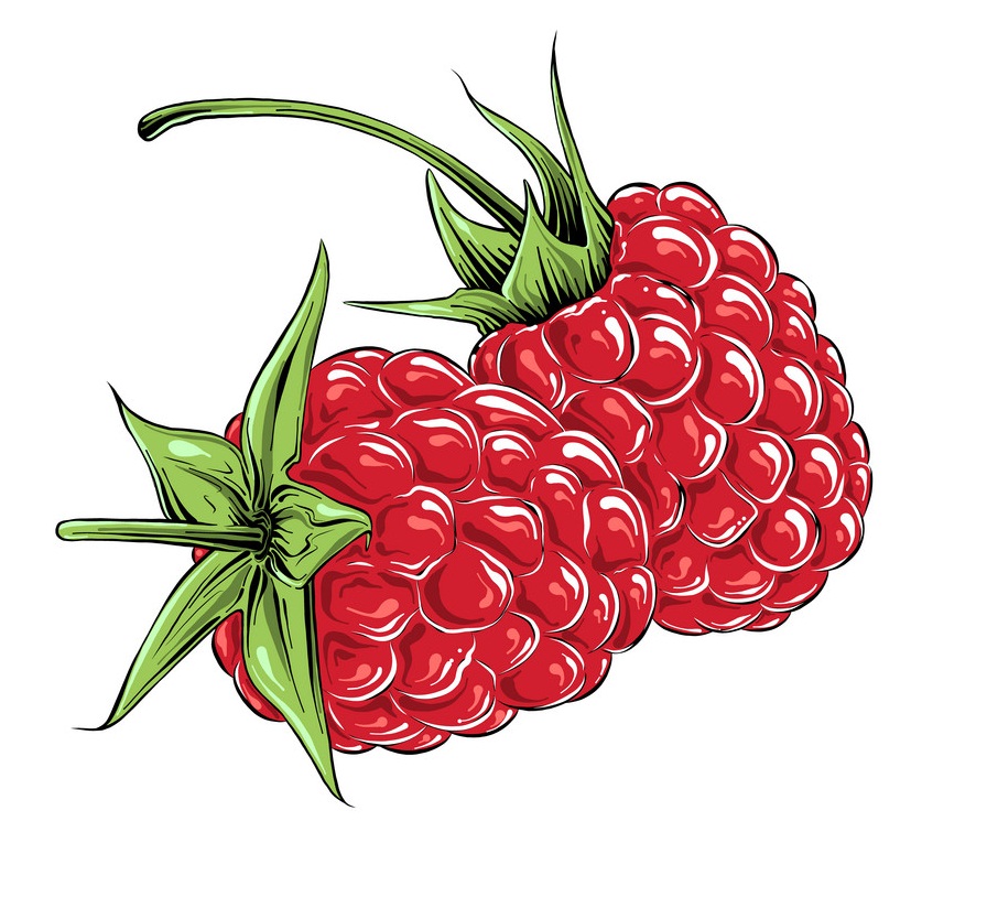 Detail Raspberry Clipart Nomer 17