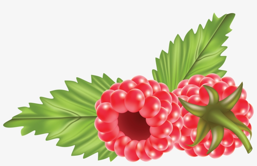 Detail Raspberry Clipart Nomer 18