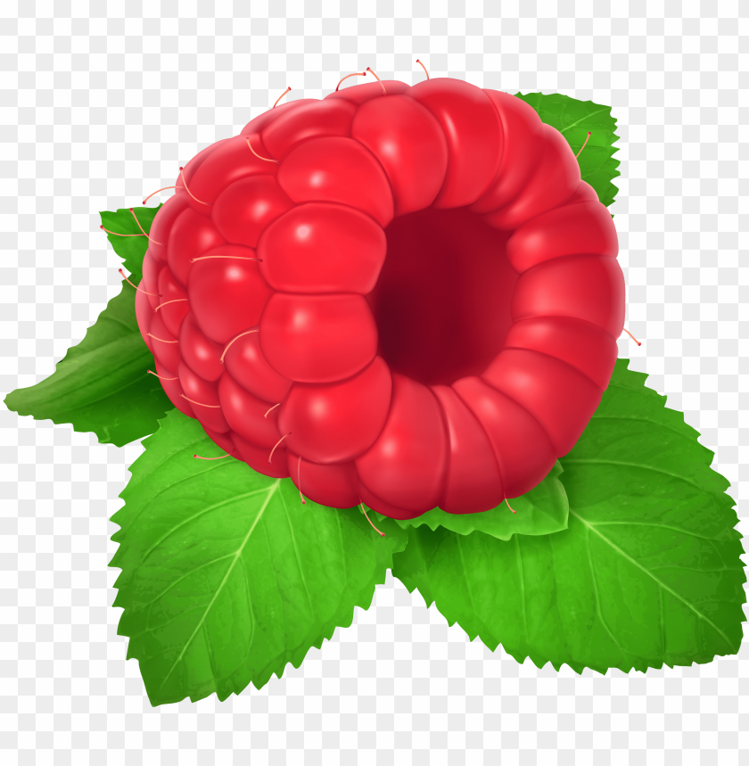 Detail Raspberry Clipart Nomer 21