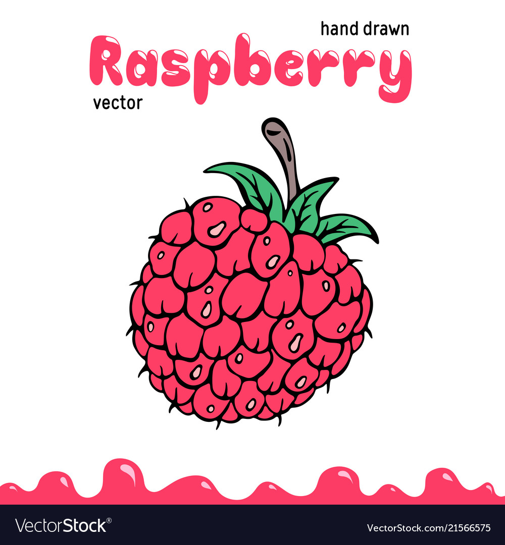Detail Raspberry Clipart Nomer 25