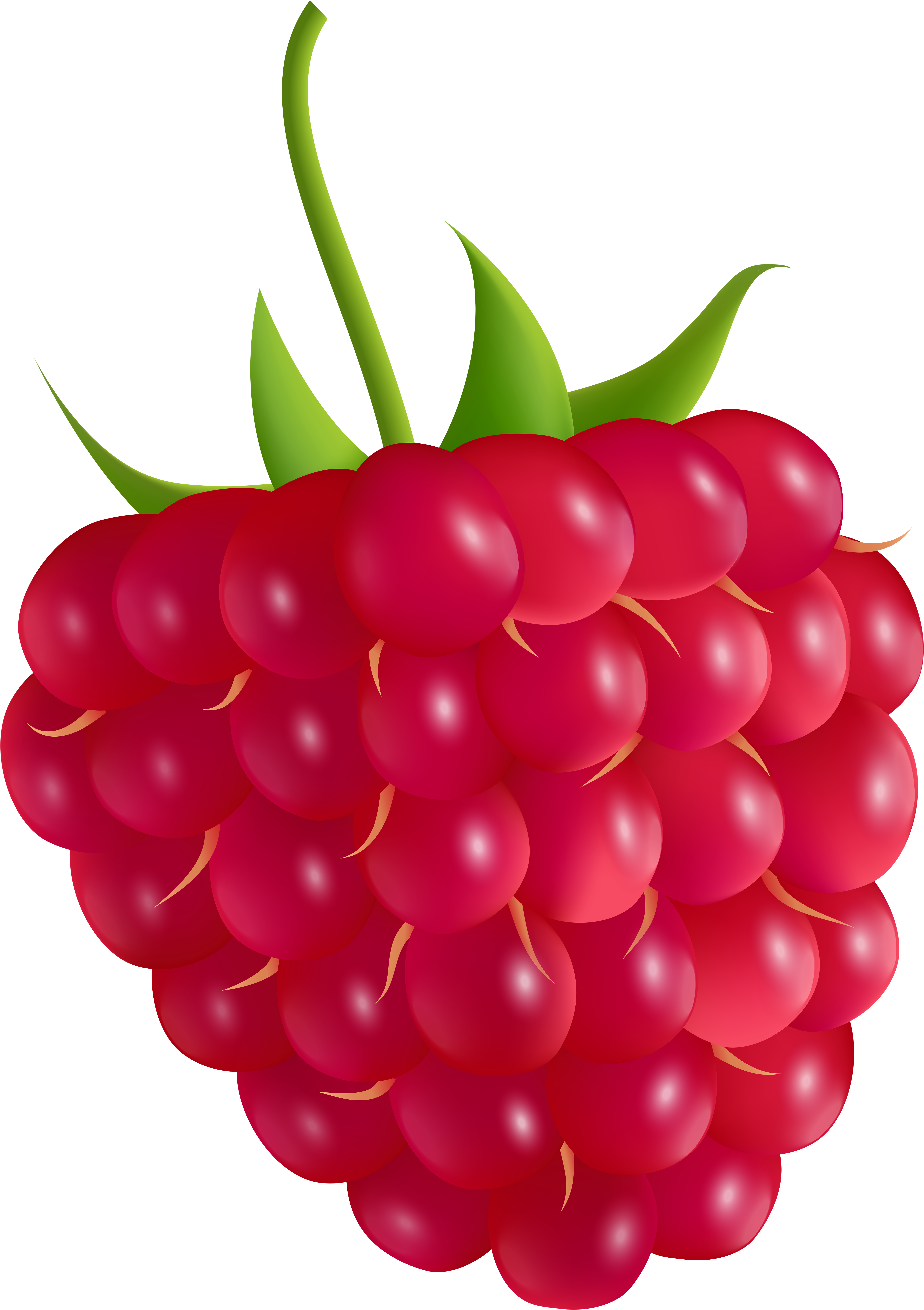 Detail Raspberry Clipart Nomer 3