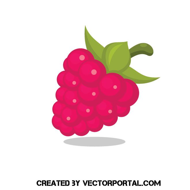 Detail Raspberry Clipart Nomer 27
