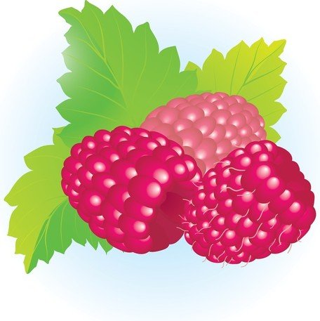 Detail Raspberry Clipart Nomer 35
