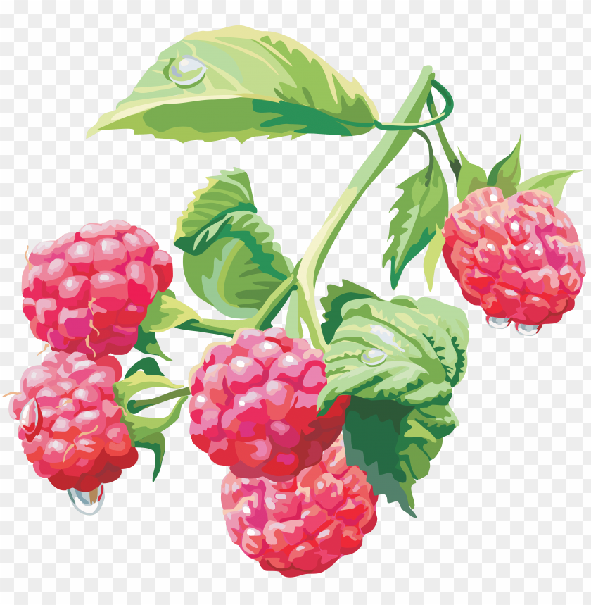 Detail Raspberry Clipart Nomer 36