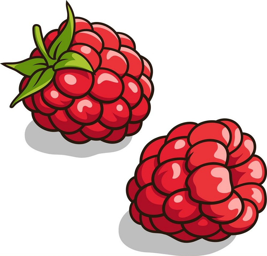 Detail Raspberry Clipart Nomer 39