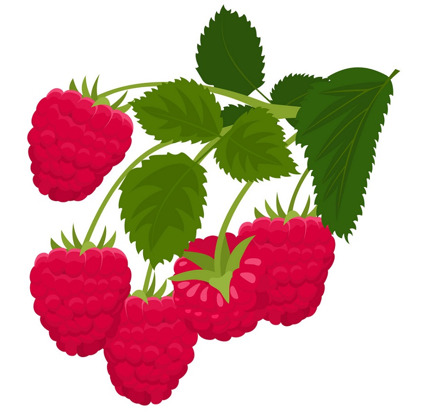Detail Raspberry Clipart Nomer 43