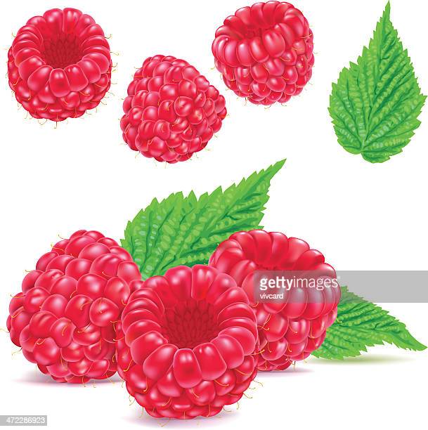Detail Raspberry Clipart Nomer 46