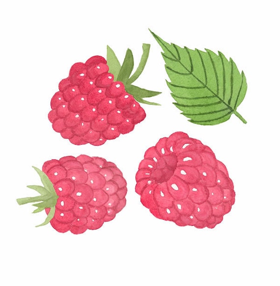 Detail Raspberry Clipart Nomer 48