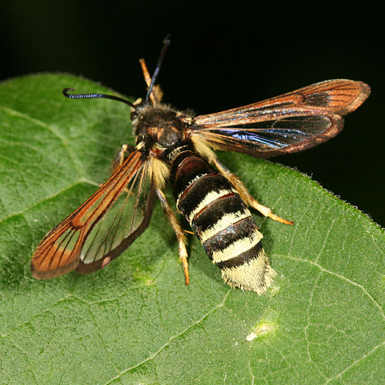 Raspberry Crown Wasp - KibrisPDR