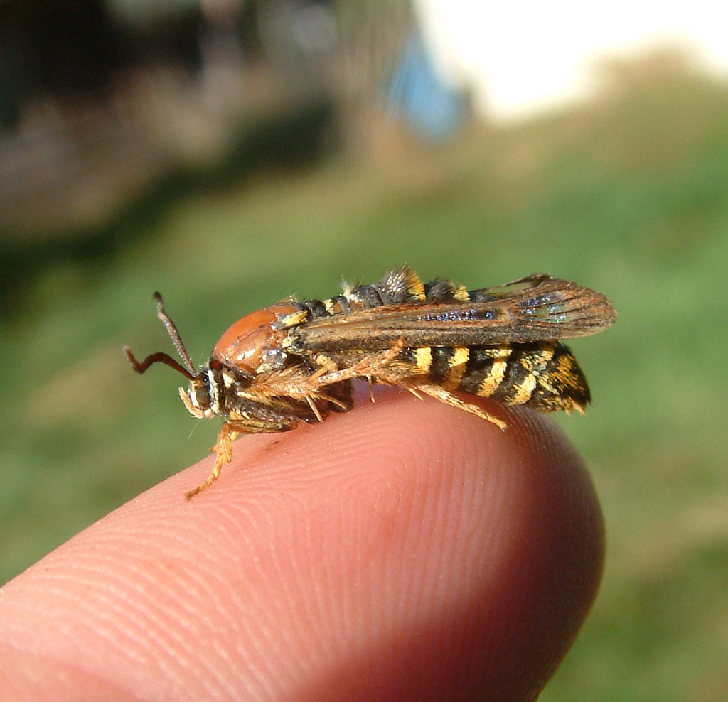 Detail Raspberry Crown Wasp Nomer 12