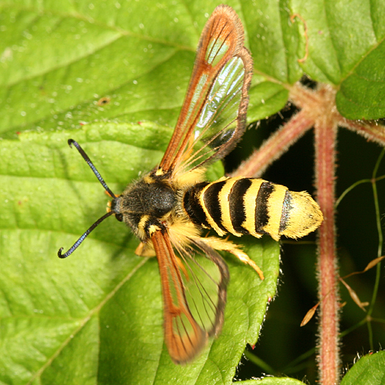Detail Raspberry Crown Wasp Nomer 15