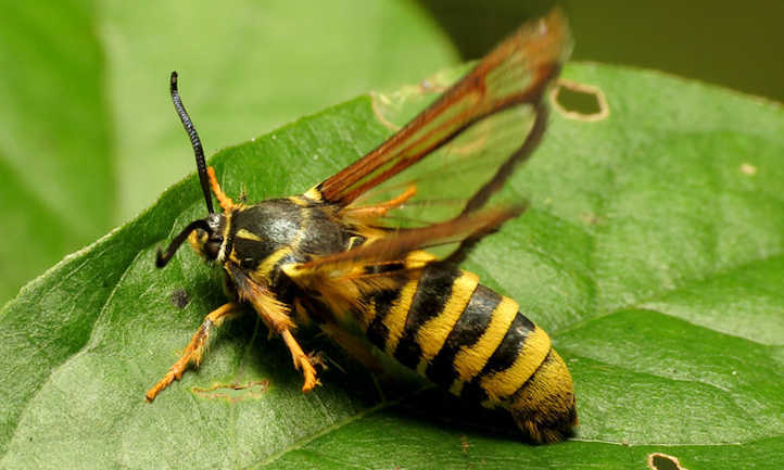 Detail Raspberry Crown Wasp Nomer 16