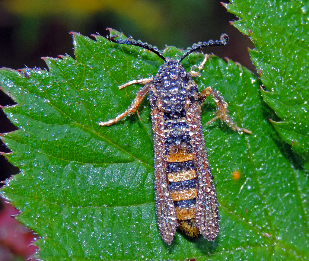 Detail Raspberry Crown Wasp Nomer 18