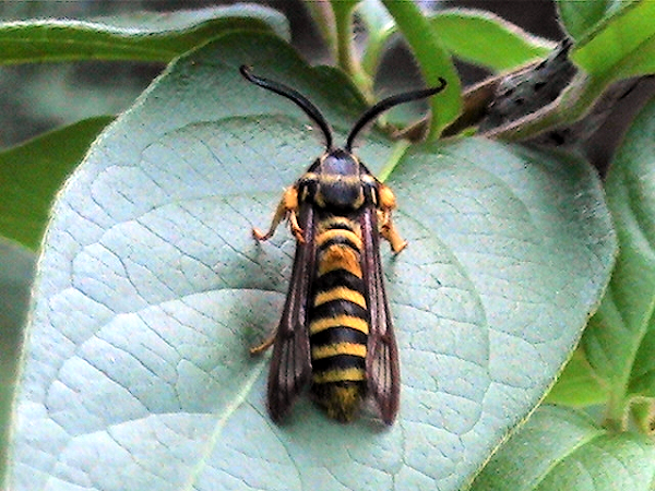 Detail Raspberry Crown Wasp Nomer 19