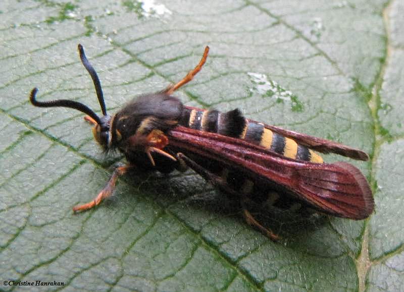 Detail Raspberry Crown Wasp Nomer 21