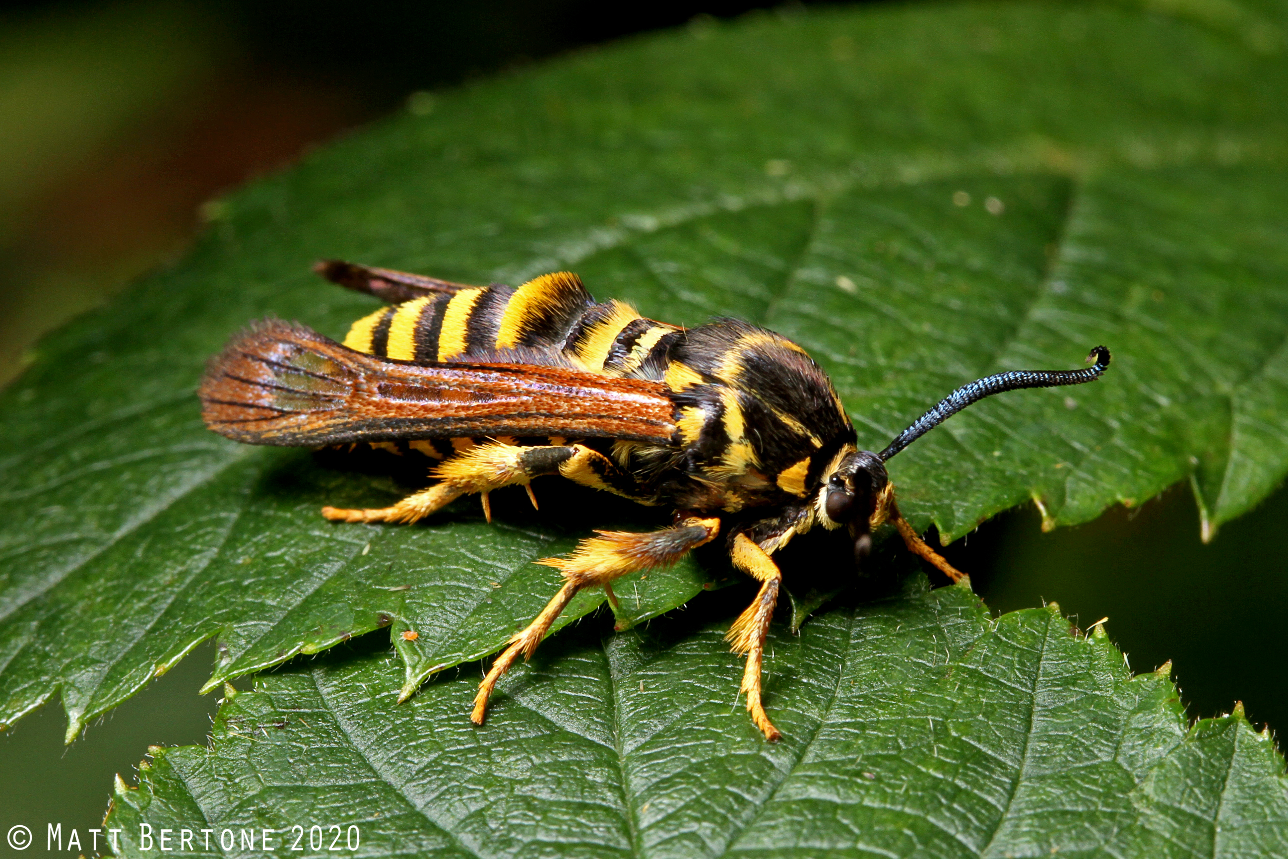 Detail Raspberry Crown Wasp Nomer 23