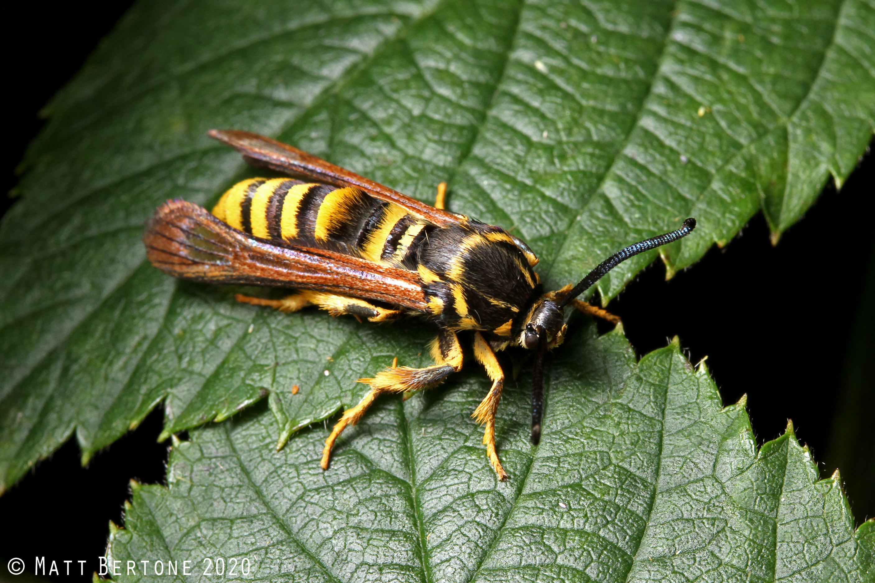 Detail Raspberry Crown Wasp Nomer 24