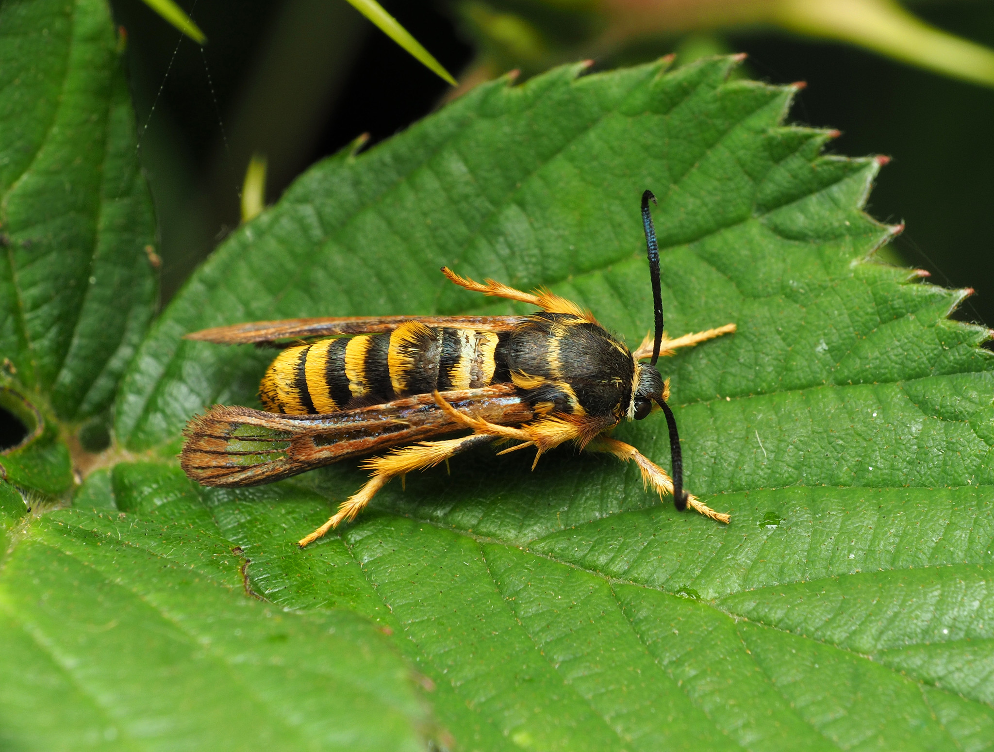Detail Raspberry Crown Wasp Nomer 25