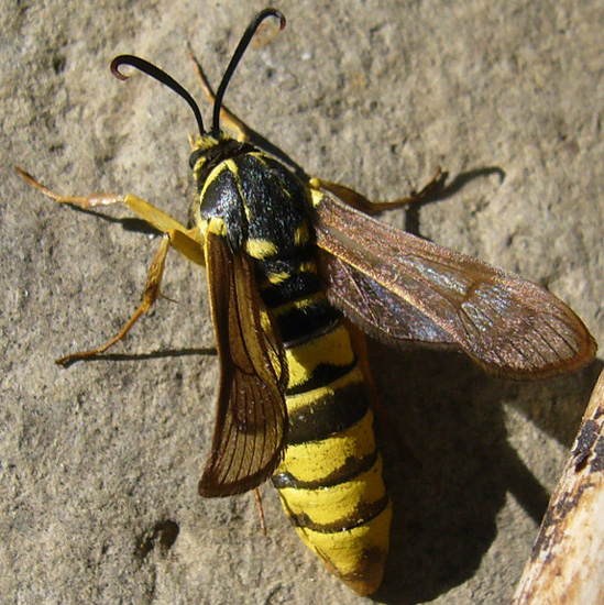 Detail Raspberry Crown Wasp Nomer 4