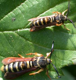 Detail Raspberry Crown Wasp Nomer 26