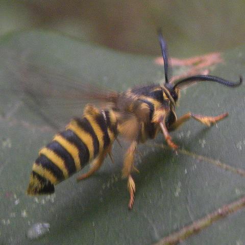 Detail Raspberry Crown Wasp Nomer 28
