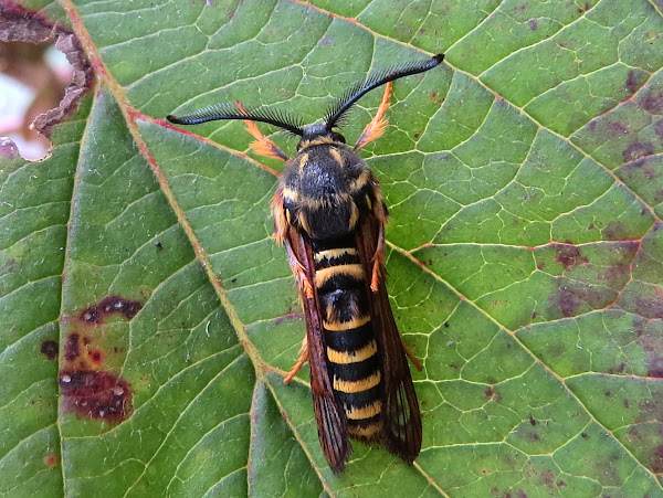 Detail Raspberry Crown Wasp Nomer 30